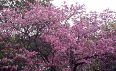 パラグアイの桜 パラグアイの桜